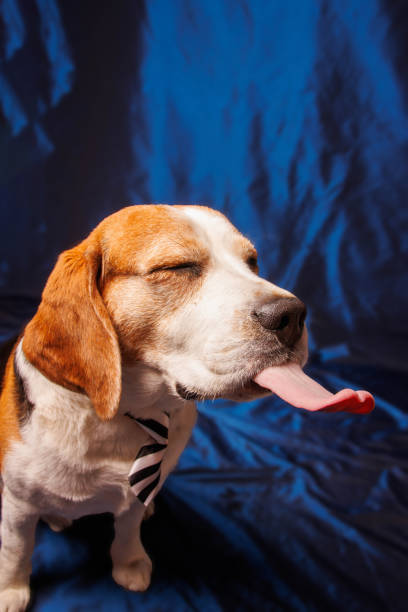 istock Funny Beagle purebred dog photo sesion in studio 1498704157