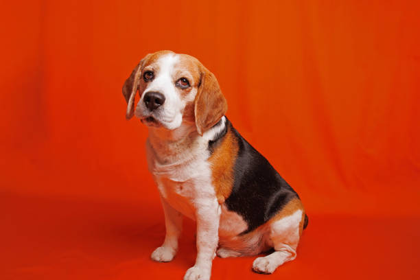 side view of a beagle puppy dog happy and excited to play with his mouth open and tongue out demanding attention from his owner.pet owner making a funny portrait of his crazy doggie smiling.