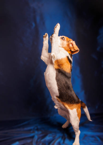 istock Beagle purebred dog photo sesion in studio 1498704205