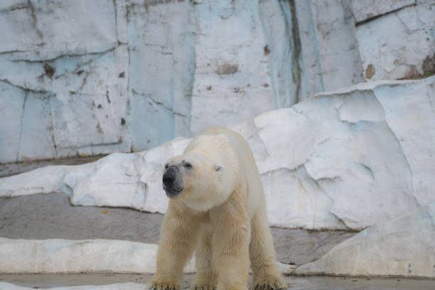 polar bear isolated on black background with reflection.