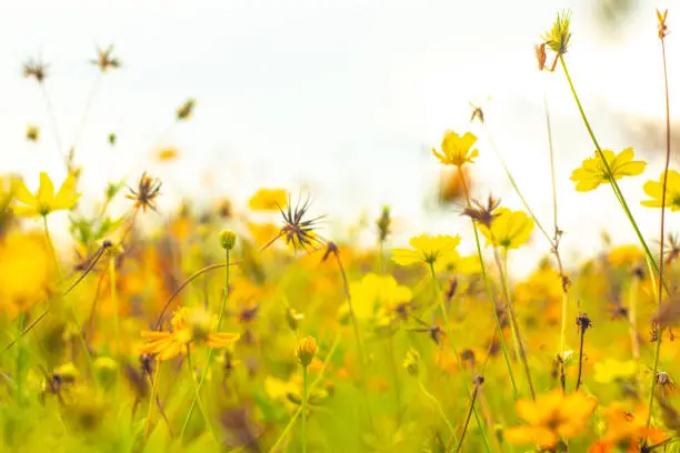 Beautiful cosmos flower. Spring background with beautiful yellow flowers.