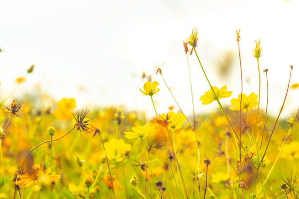 istock Beautiful cosmos flower. Spring background with beautiful yellow flowers. 1498704871