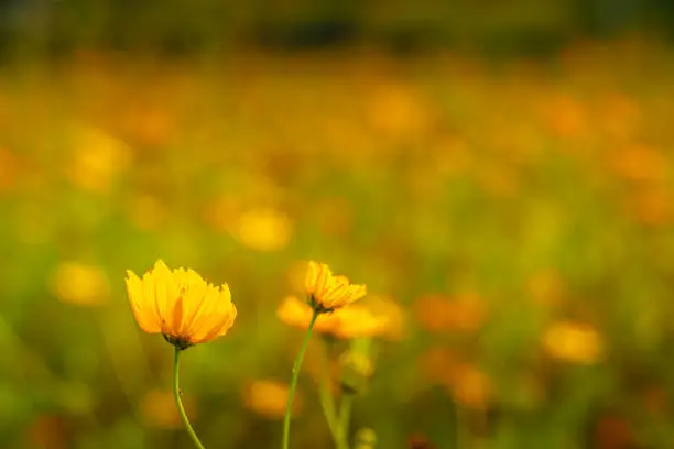 Beautiful cosmos flower. Spring background with beautiful yellow flowers.