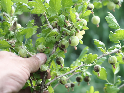 gooseberry berries on bushes in the garden affected by powdery mildew brown mold