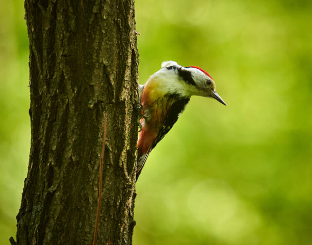 Middle spotted woodpecker on a tree Middle spotted woodpecker (Dendrocopos medius) perched on a tree bark the middle spotted woodpecker dendrocopos medius stock pictures, royalty-free photos & images