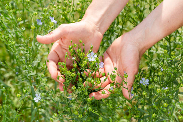 le mani femminili tengono le piante di lino con i fiori sullo sfondo di un campo di lino - seed flax seed human hand food foto e immagini stock