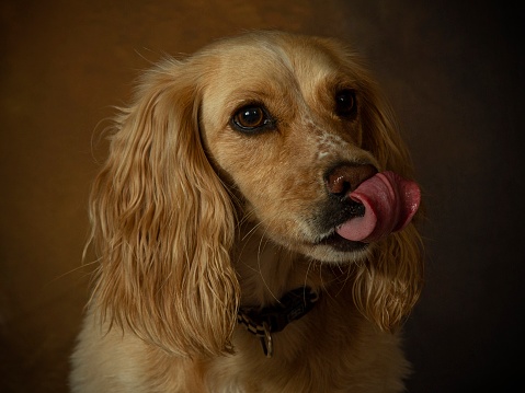 Cocker Spaniel Dog.