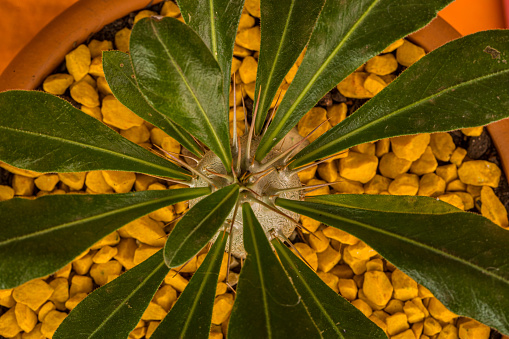 Pachypodium saundersii, the kudu lily, is a succulent plant of the family Apocynaceae.