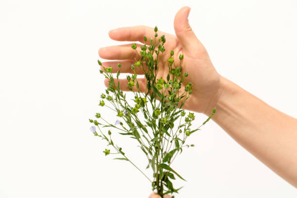 mani femminili che tengono le piante di lino con le capsule su priorità bassa bianca - seed flax seed human hand food foto e immagini stock