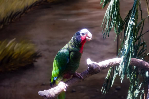 istock Selective focus of cuban amazon eating grains in the afternoon. 1498708655
