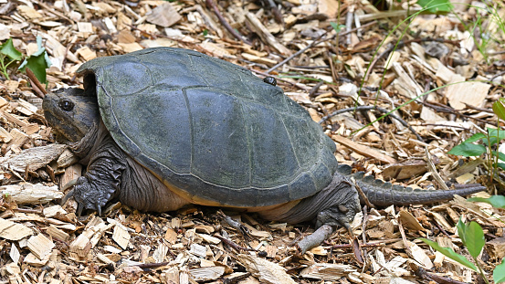 Female snapping turtle full length in Connecticut on wood chips next to a driveway. She was laying eggs nearby and is now heading back to water. 16:9 format.