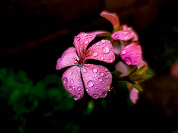 Waterdrops on a Petunia