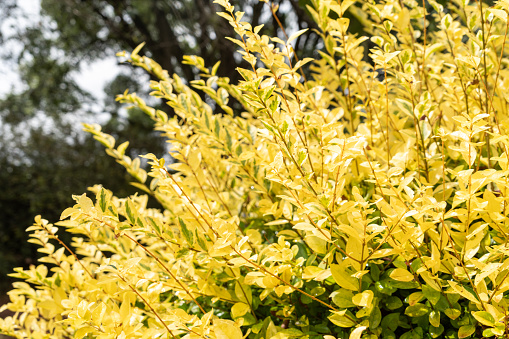 Yellow California Privet growing in a garden during spring