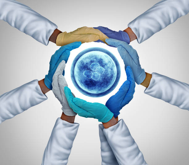 Synthetic Model Embryo Synthetic Model Embryos as a team of researchers holding a Human Embryo with 3D illustration elements. research ethics stock pictures, royalty-free photos & images