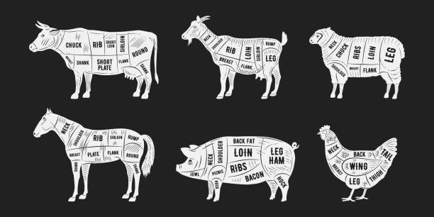 kuvapankkikuvitukset aiheesta teurastajan kaaviot. karitsan, sianlihan, vuohen, kanan, hevosen, lehmänlihan palat. lihapalat lihakaupalle, lihakaupalle, ravintolalle, ruokakaupalle. vektorin kuva - lihakauppa