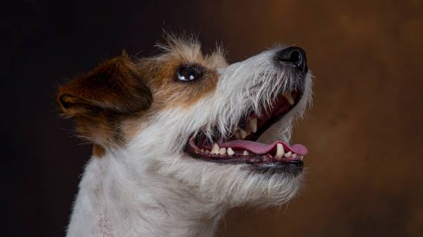 istock Jack Russell Terrier Side View Close-Up Portrait. 1498712027
