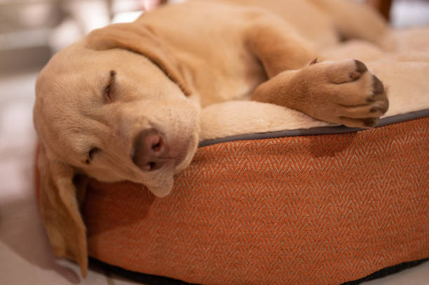 istock Adorable sleeping labrador dog 1498712553
