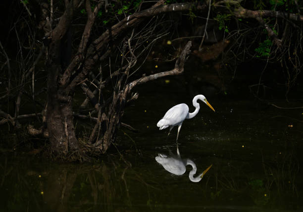 istock Egrets, also known as Herons, in water and on perch 1498712897