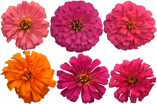 Set zinnia  isolated on white background with clipping paths