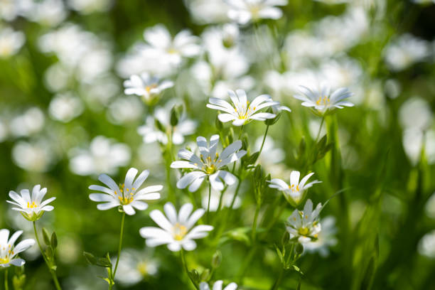 istock Chickweed flowers growing in a meadow in spring 1498712940