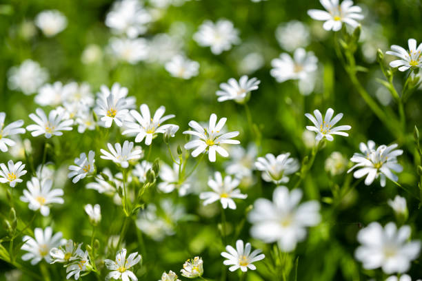 Chickweed flowers growing in a meadow in spring