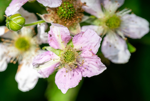 close up of y,bramble blossom flower