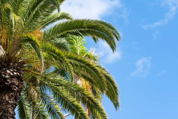 istock palm leaves against the blue sky 1498713818