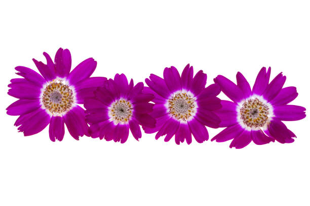 Cineraria flower isolated on white background