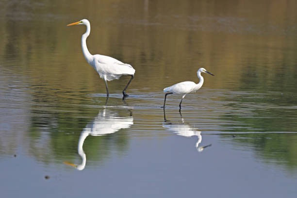 istock Egrets on Perch in water and generally 1498714439