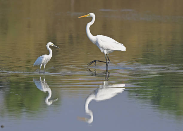 istock Egrets on Perch in water and generally 1498714490