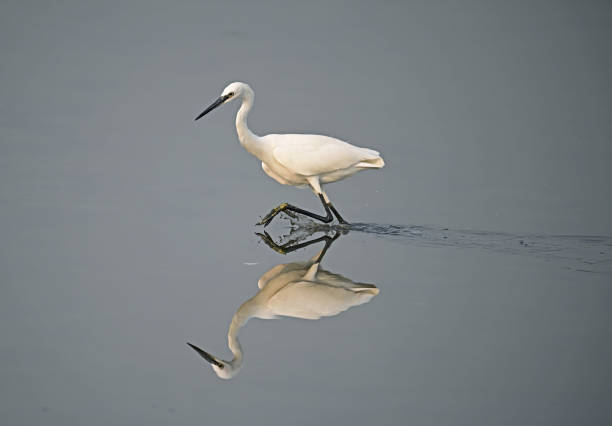 istock Egrets on Perch in water and generally 1498714501