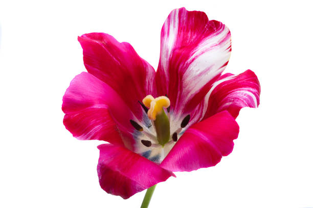 istock variegated tulips isolated 1498714605