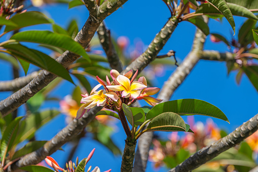 frangipani flowers on a tree on a sunny day