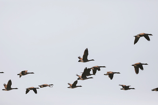 A flock of Canadian geese flying across a clear sky.