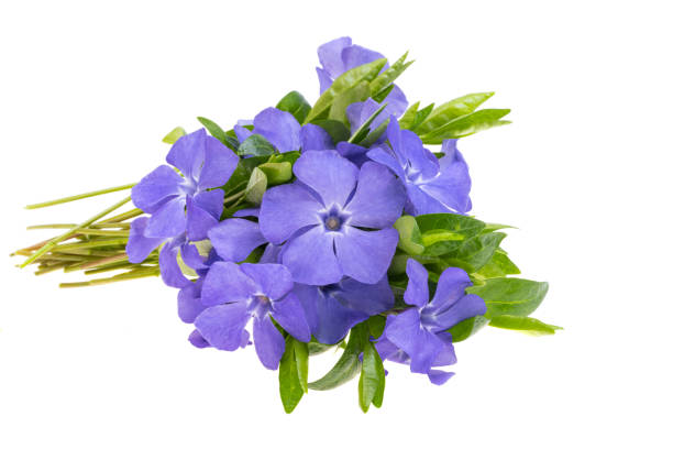 Extreme close-up of fresh blue hydrangea flowers growing on plant against abstract background