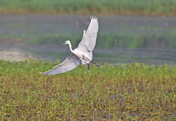 istock Egrets - Herons in Flight, Wings open 1498715650