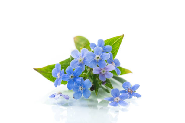 istock small blue forget-me-not flowers on white background 1498717673