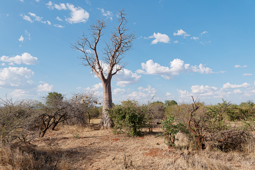 View of a beautiful Baobab tree in Zambezi National Park, Zimbabwe