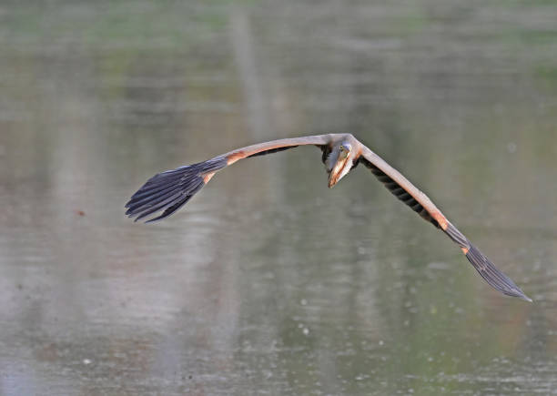 istock Purple Heron - the epitome of patience 1498718384