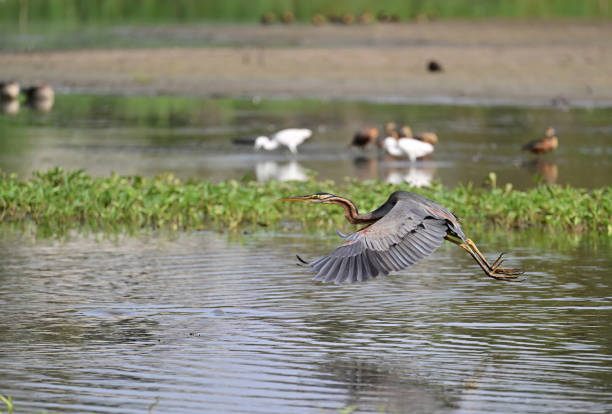 istock Purple Heron - 2 - Epitome of Patience 1498719401