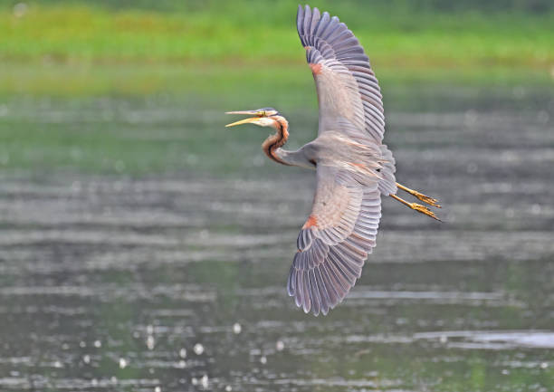istock Purple Heron - 2 - Epitome of Patience 1498719405
