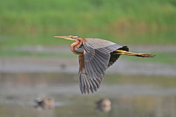 istock Purple Heron - 2 - Epitome of Patience 1498719427