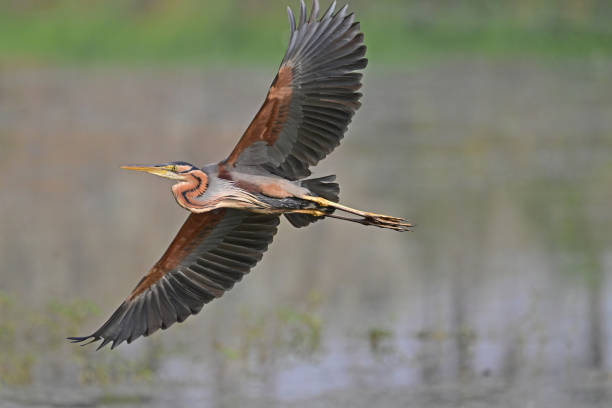 istock Purple Heron - 2 - Epitome of Patience 1498719436