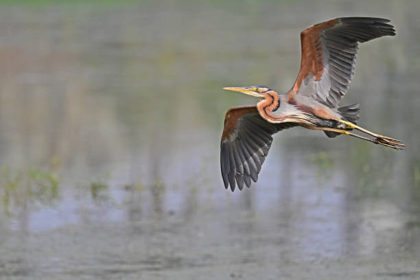 istock Purple Heron - 2 - Epitome of Patience 1498719438