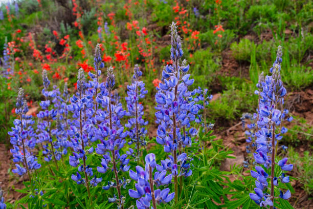 prairie de fleurs sauvages dans le pittoresque canyon de montagne - wildflower flower colorado lupine photos et images de collection