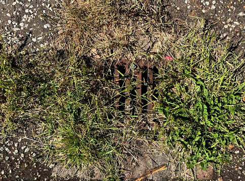 Overgrown drain cover in an alley in Norwich