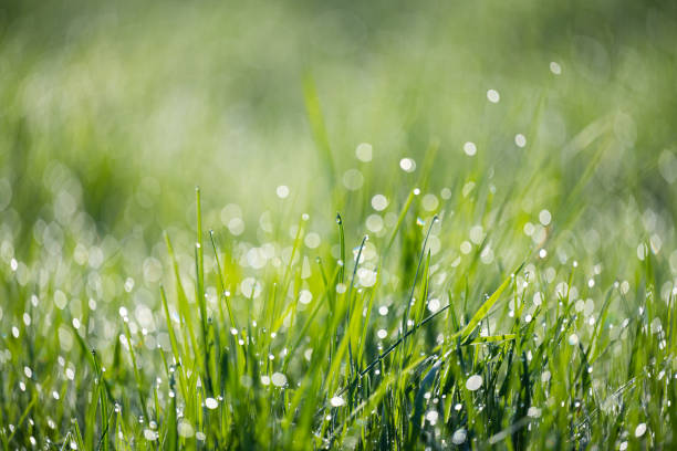istock grass with dew in the early morning 1498720392