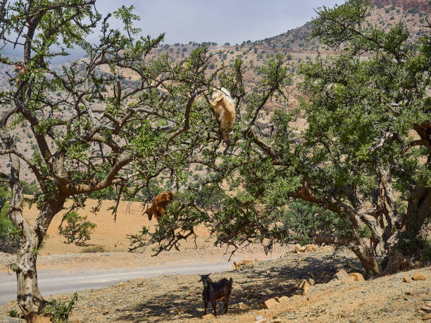 goats standing and climbing in a argan oil tree.