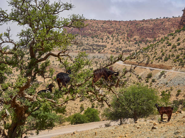 istock goats standing and climbing in a argan oil tree. 1498721026