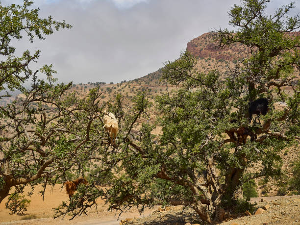 istock goats standing and climbing in a argan oil tree. 1498721028